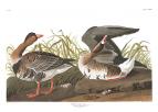 Greater White-fronted Goose